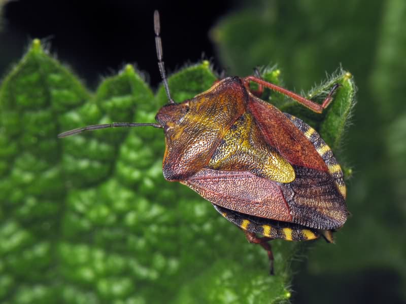 Carpocoris purpureipennis (De Geer, 1773)